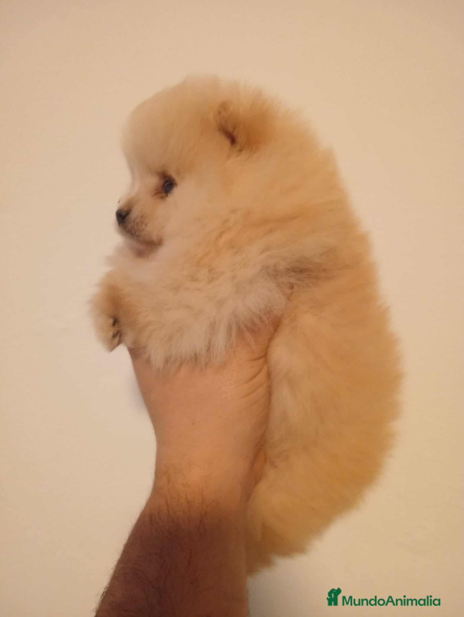 Pomerania perros Pomerania  - Anuncio 2