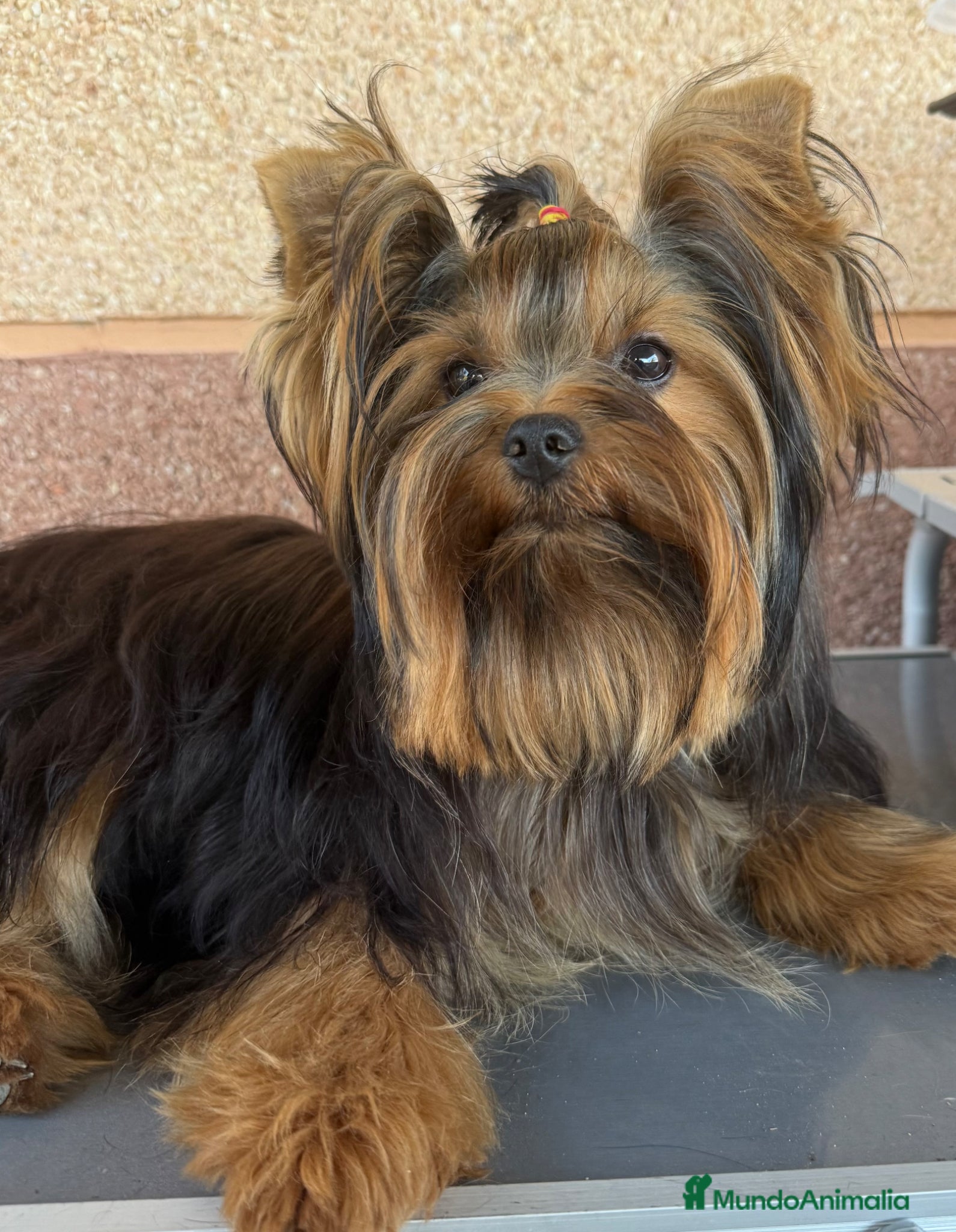 Yorkshire Terrier perros en venta: maravilloso Yorkshire Terrier  - Anuncio 7