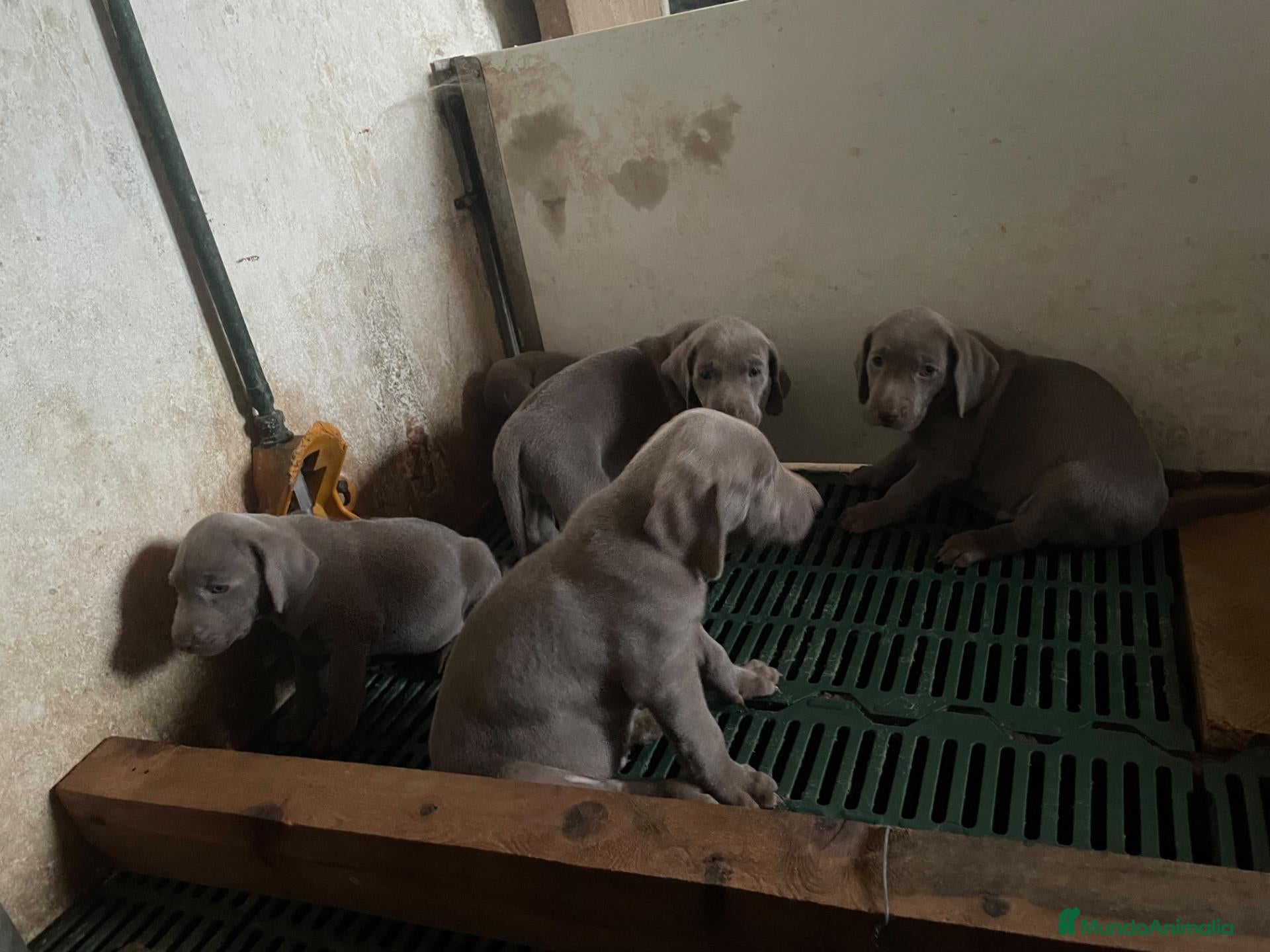 Weimaraner perros Weimar  - Anuncio 1