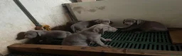 Weimaraner perros en venta: Weimar  - Anuncio 1