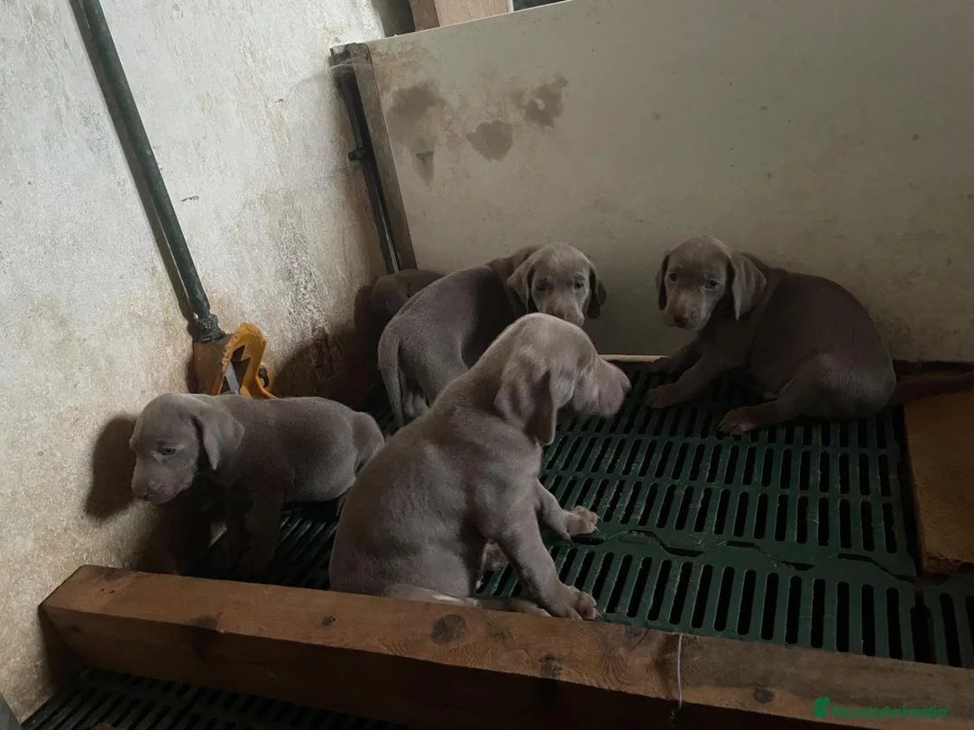 Weimaraner perros en venta: Weimar  - Anuncio 1