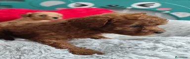 Caniche Toy 1