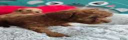 Caniche Toy perros en venta: Caniche toy - Anuncio 2