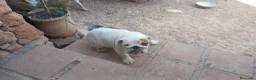 Bulldog Inglés perros en venta: Cachorro bulldog ingles  - Anuncio 2