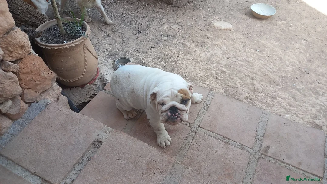 Bulldog Inglés perros en venta: Cachorro bulldog ingles  - Anuncio 2