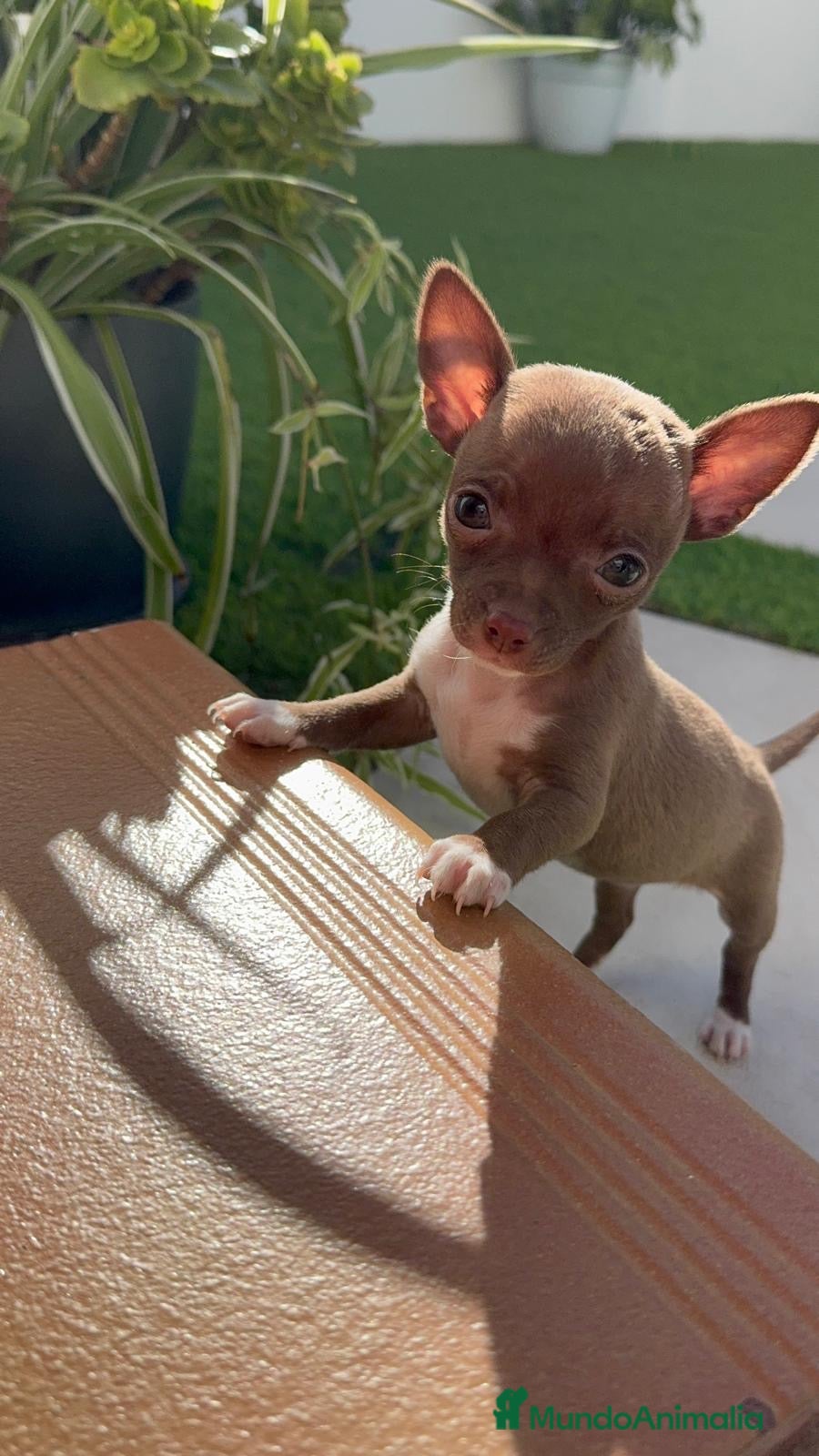 Chihuahua perros CHIHUAHUA HEMBRA - Anuncio 1