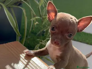 Chihuahua perros CHIHUAHUA HEMBRA - Anuncio 17