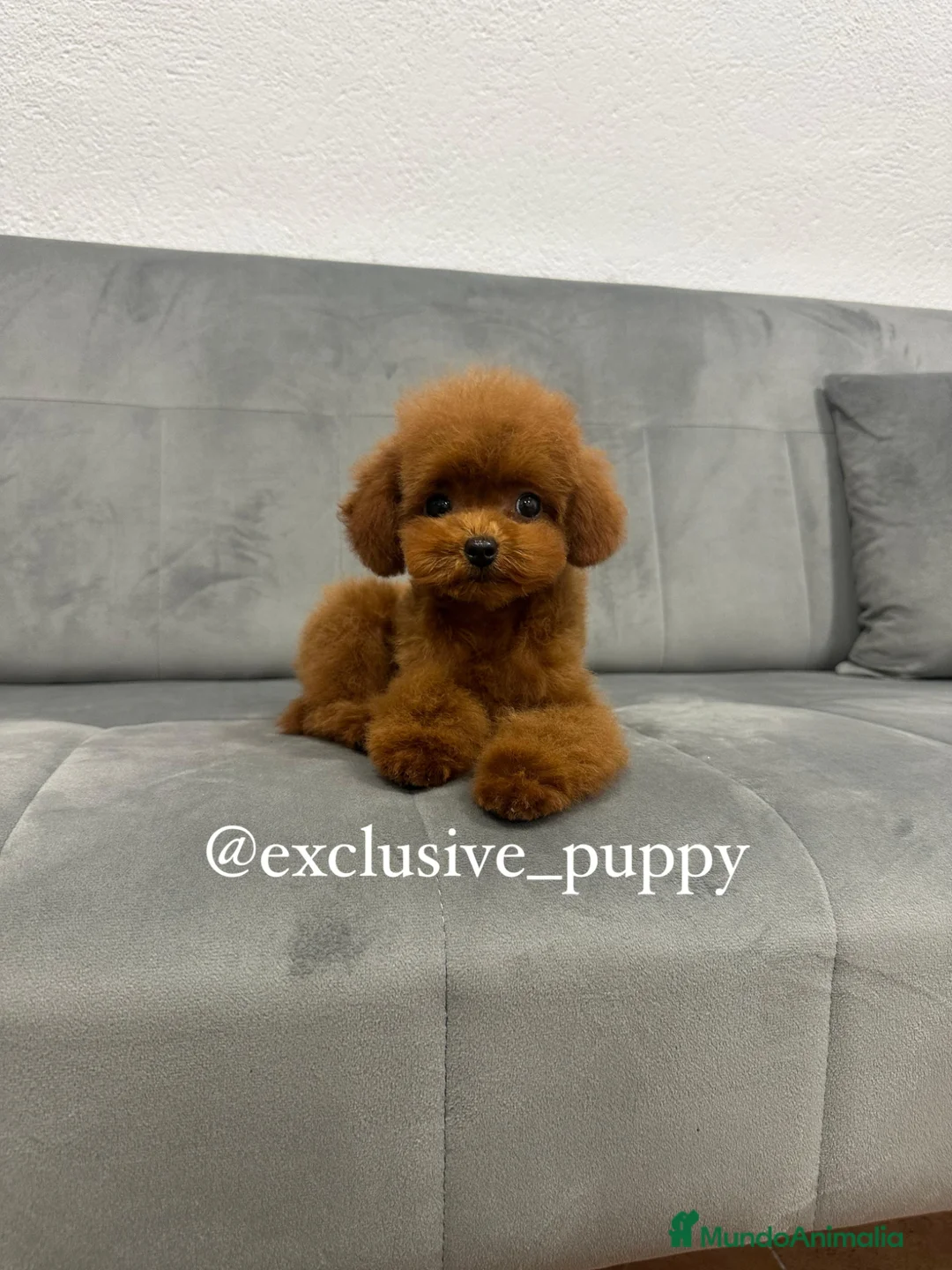 Caniche Toy perros en venta: ♥️ Caniche Asiático TeaCup 🔝 - Anuncio 7