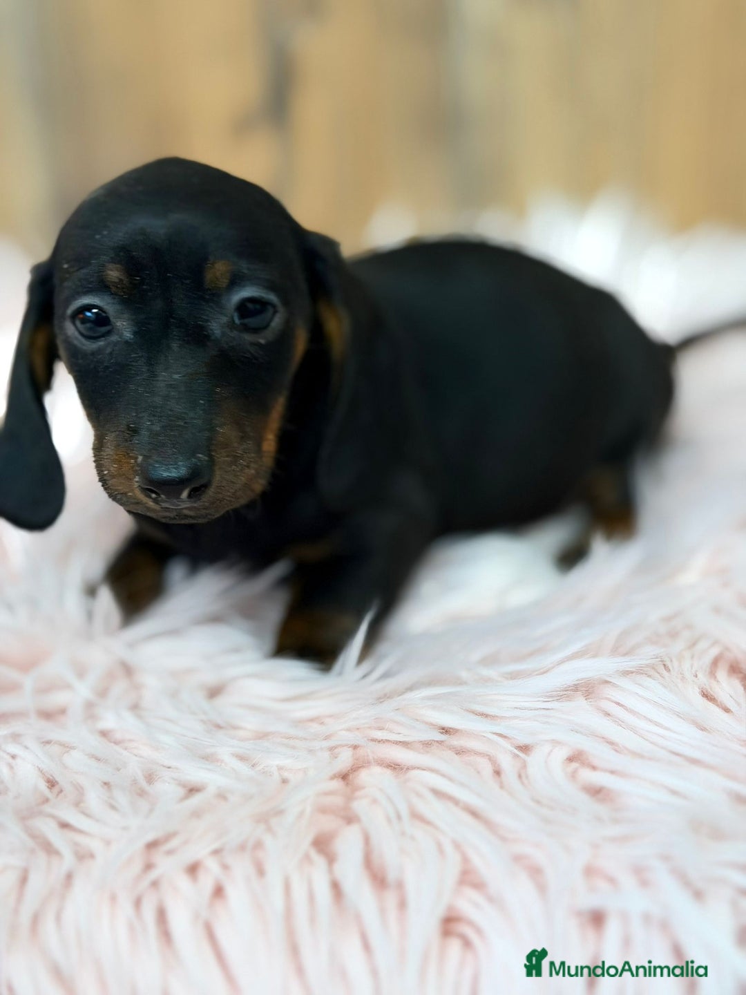 Teckel Miniatura perros en venta: TECKEL MINIATURA - Anuncio 6