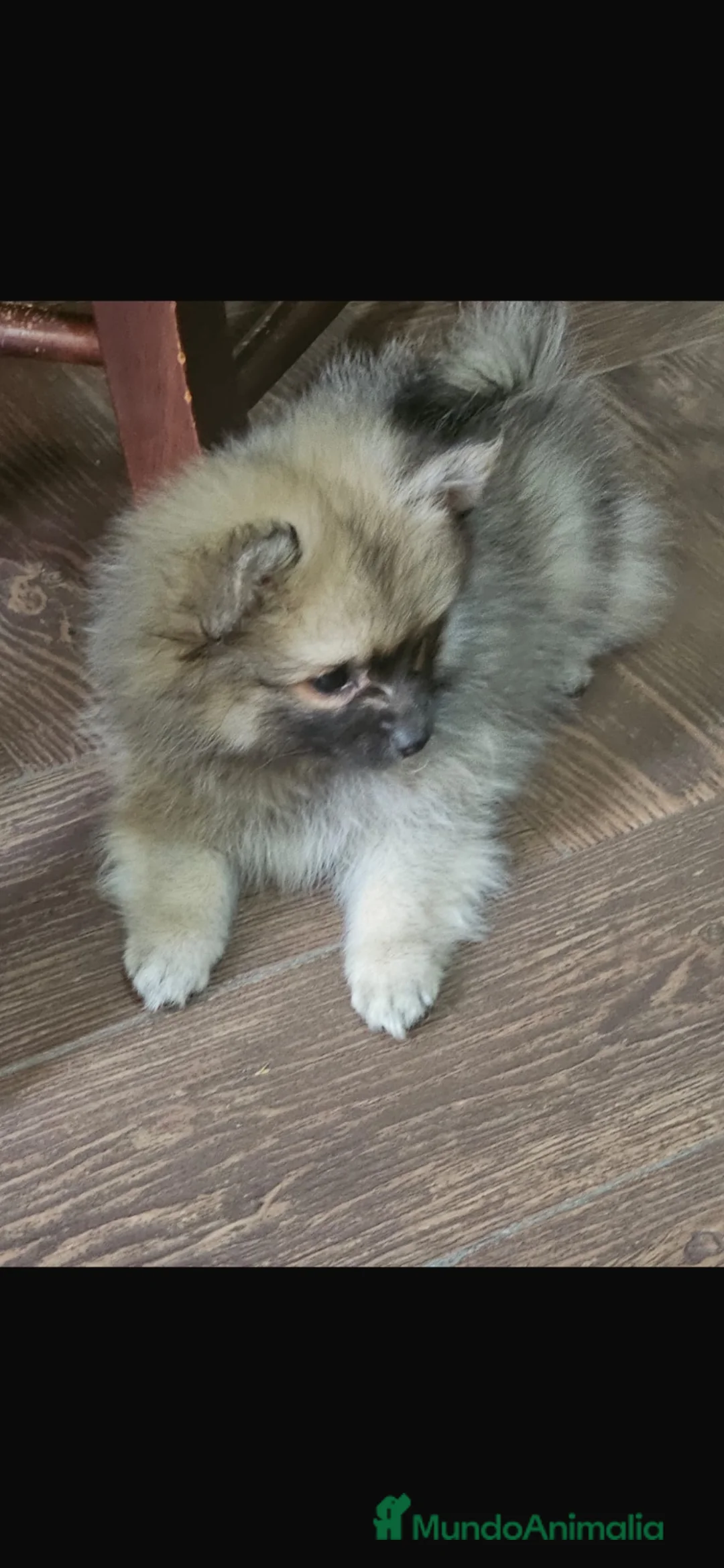 Pomerania perros en venta: Pomerania - Anuncio 4