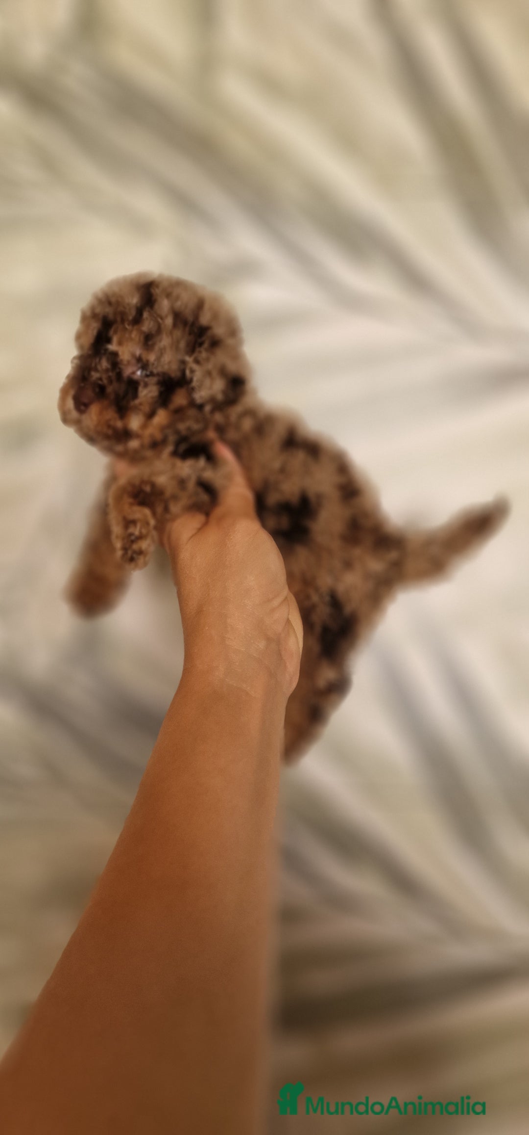 Caniche Toy perros en venta: MACHO MERLE BLUE MULTICOLOR - Imagen 1