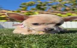 Chihuahua perros en venta: CHIHUAHUA HEMBRA - Anuncio 12