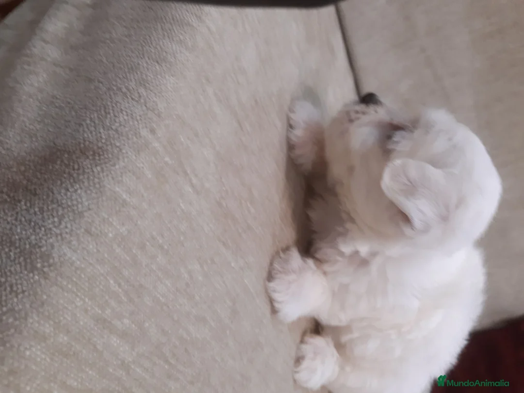 Bichón Maltés perros en venta:  PRECIOSOS CACHORRITO DE BICHON MALTES   - Anuncio 15