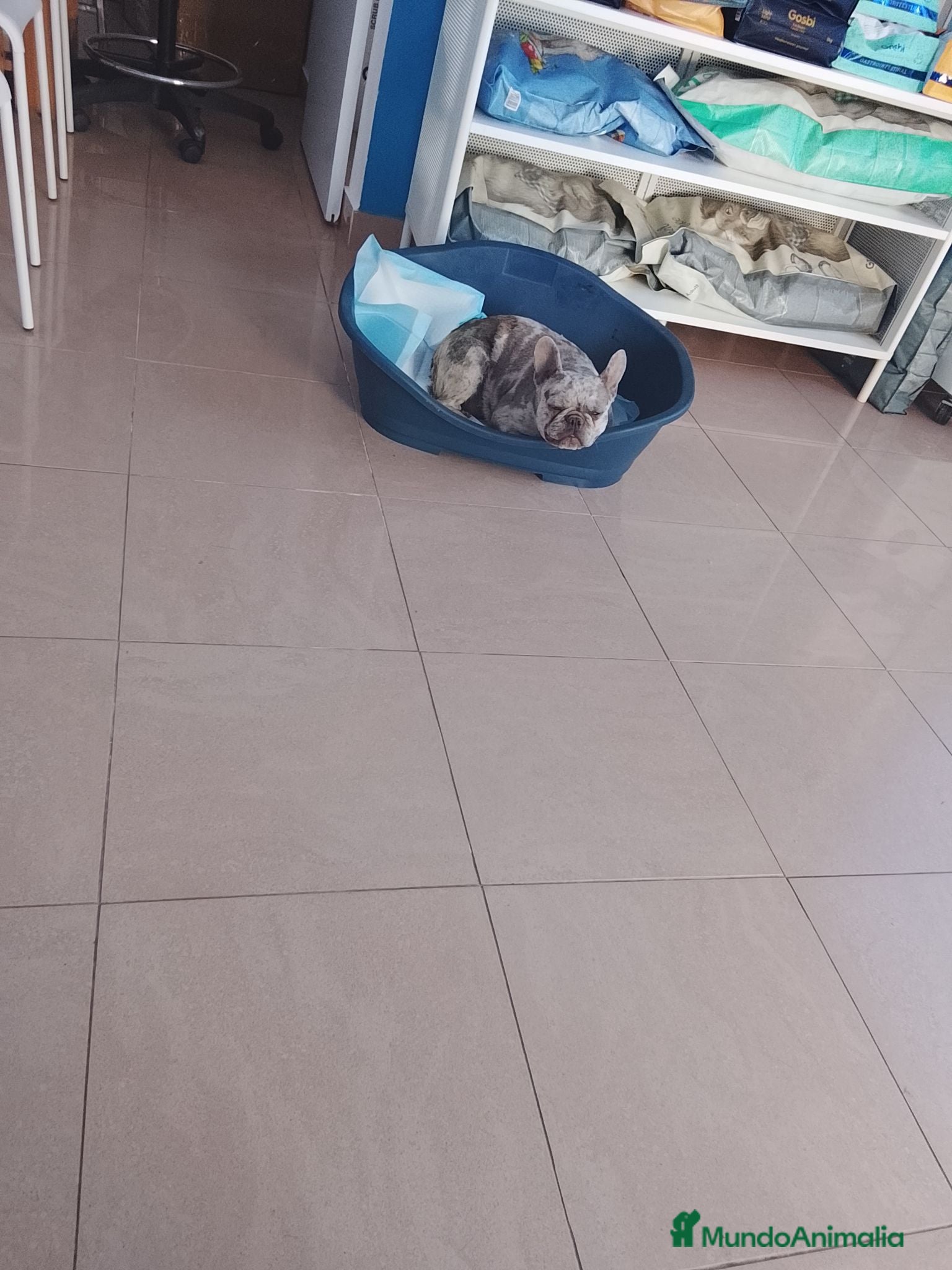Bulldog Francés perros Bulldog francés  - Anuncio 2