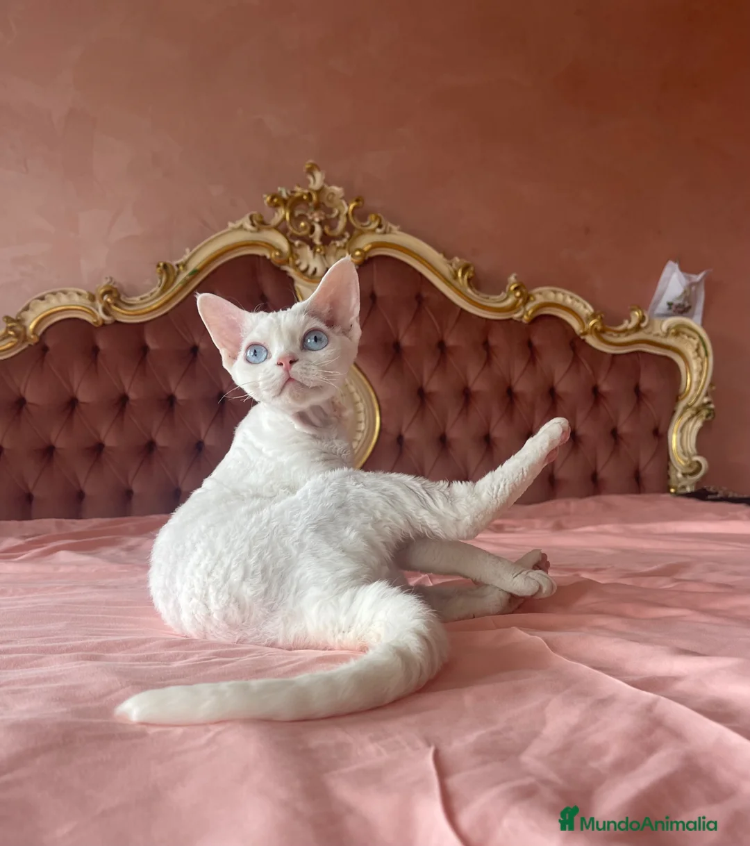 Devon Rex gatos en venta: Devon Rex  en Santa Cruz de Tenerife - Anuncio 4