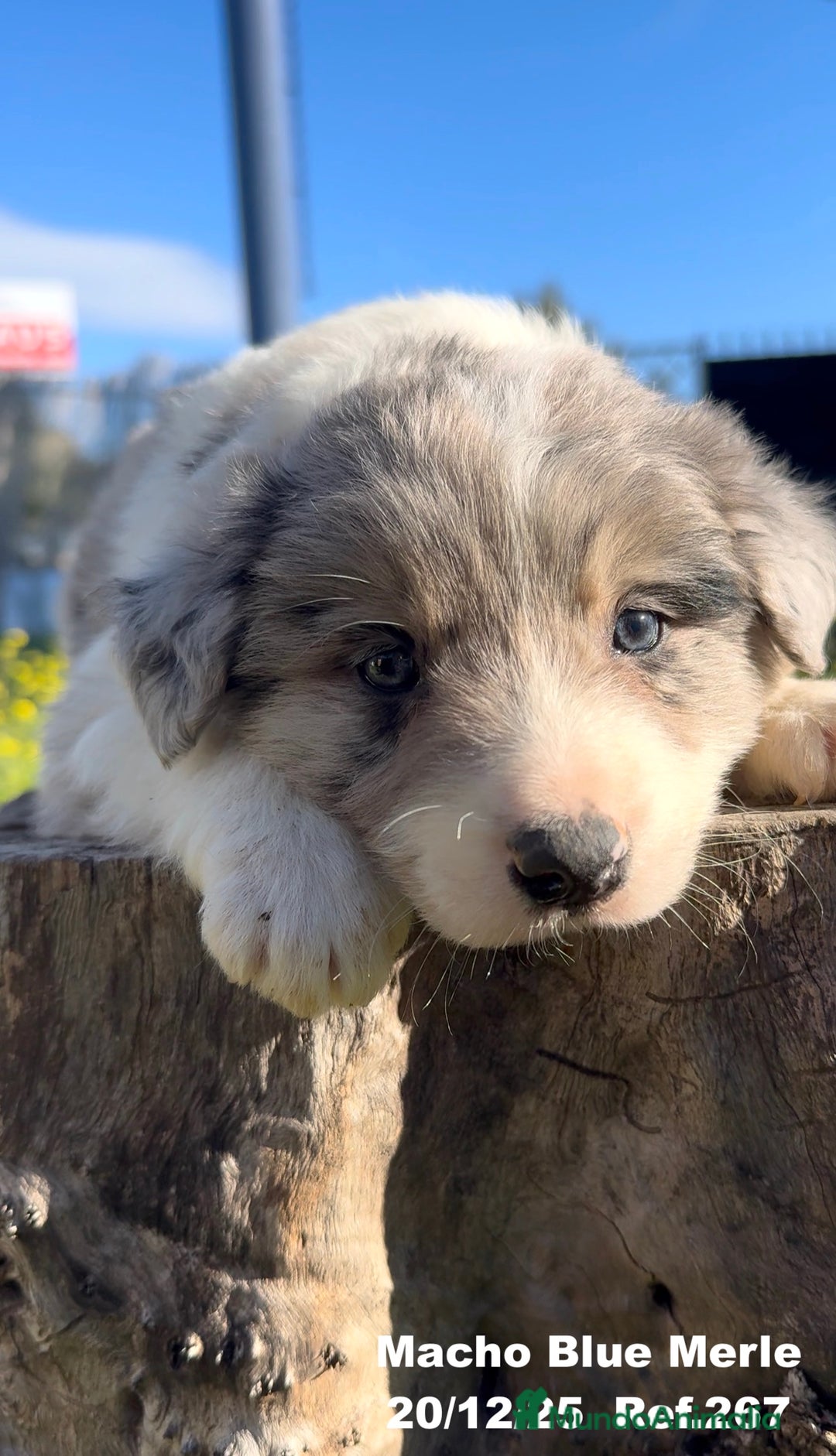 Border Collie perros en venta: BORDER COLLIE DE VILLA BIZNAGA - Anuncio 36
