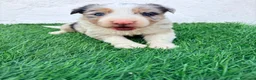 Border Collie perros en venta: Border Collie tri merle blue choco - Anuncio 9