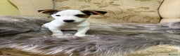 Jack Russell Terrier perros en venta: Cachorros de Jack Russell  - Anuncio 1