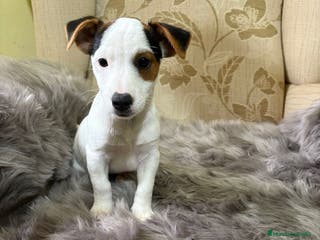Jack Russell Terrier perros Cachorros de Jack Russell - Anuncio 30