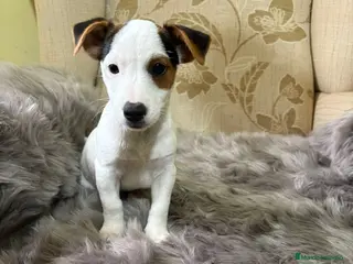 Jack Russell Terrier perros Cachorros de Jack Russell - Anuncio 14