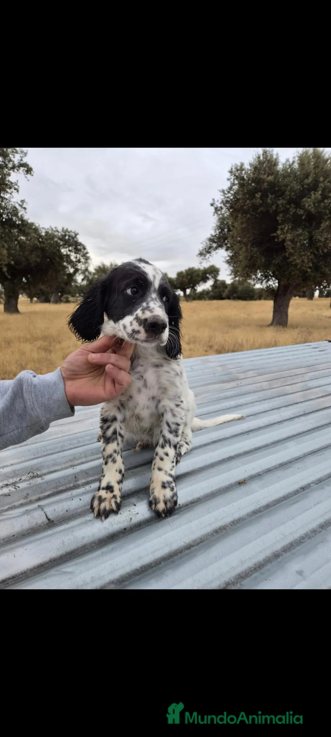 Setter Inglés perros en venta: Setter - Anuncio 3