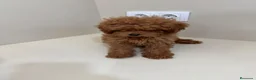 Caniche Toy perros en venta: Caniche toy - Anuncio 4