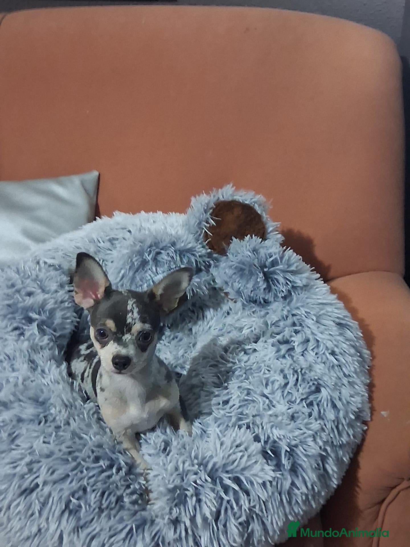 Chihuahua perros chihuahua merle lilac  4meses muy pequeños  - Anuncio 5