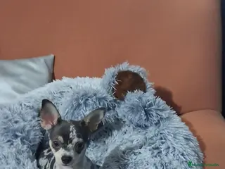 Chihuahua perros chihuahua merle lilac 4meses muy pequeños - Anuncio 5