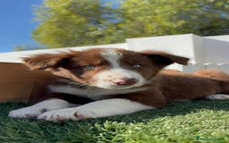 Border Collie perros en venta: BORDER COLLIE - Anuncio 20