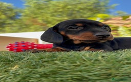 Teckel Miniatura perros en venta: TECKEL MINIATURA  - Imagen 10