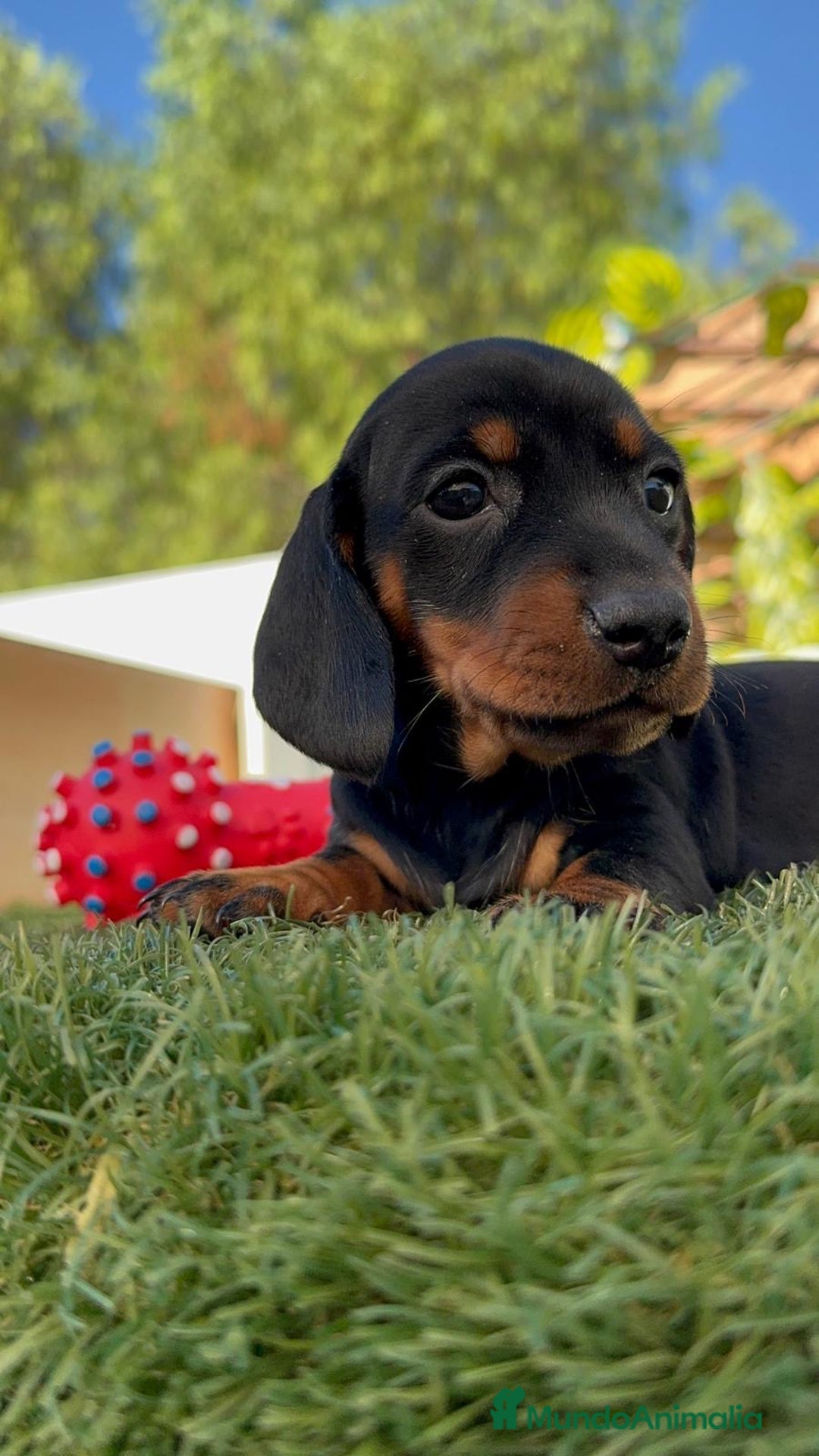 Teckel Miniatura perros en venta: TECKEL MINIATURA  - Imagen 10