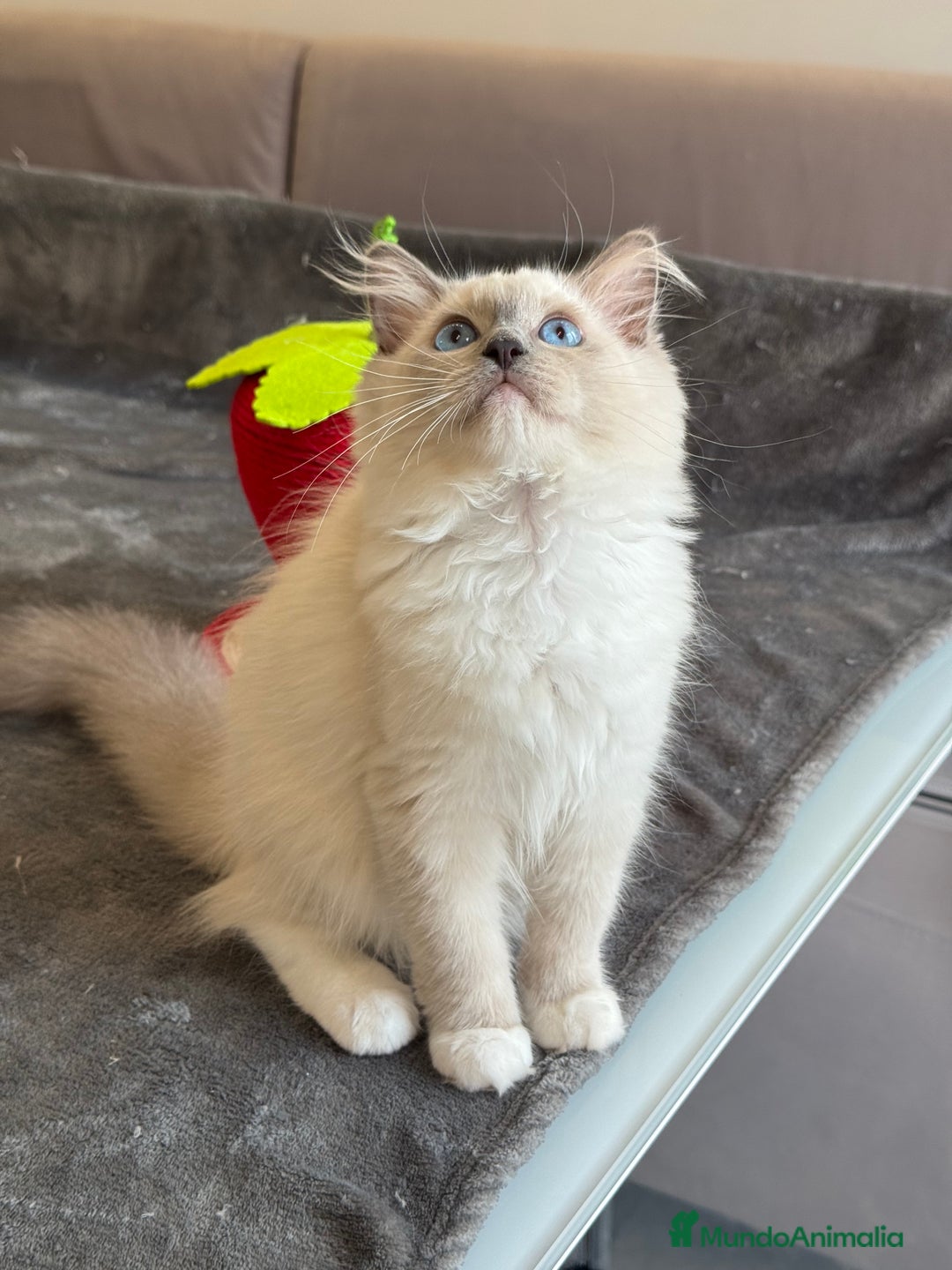 Ragdoll gatos en venta: Camada Ragdoll - Imagen 34