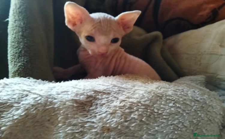 Sphynx gatos - Propaganda 3