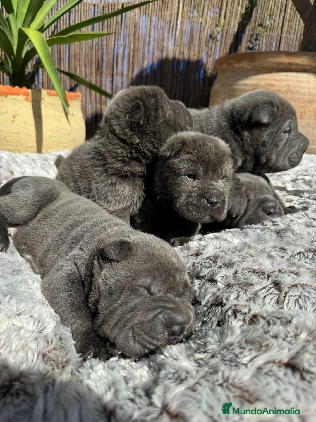 Shar Pei perros en venta: LOS BEBE SHAR PEI MAS BONITOS en Málaga - Anuncio 2