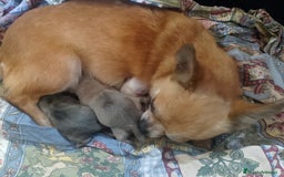 Chihuahua perros en venta: Camada de chihuahua toy  - Imagen 3