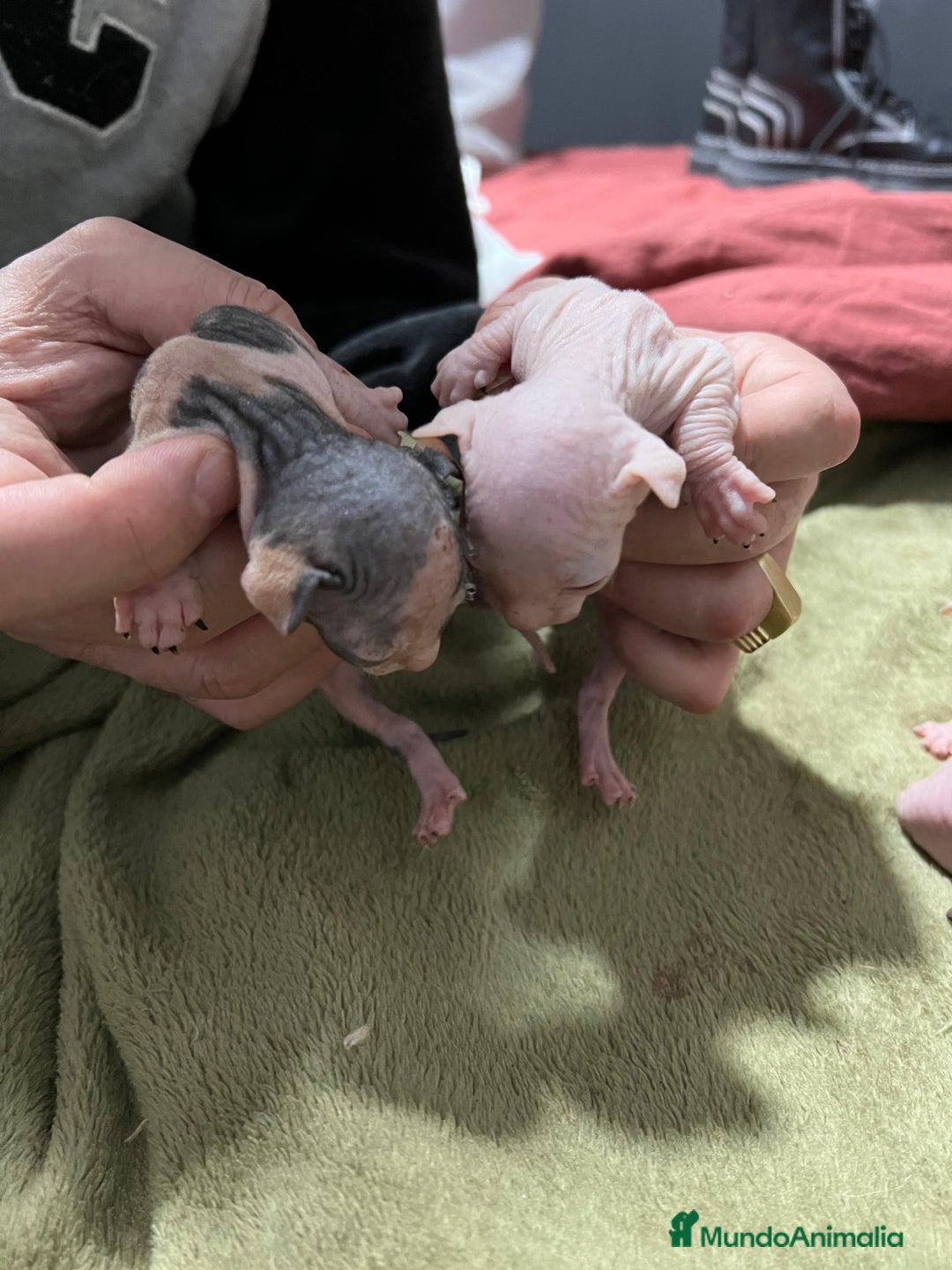 Sphynx gatos en venta: Preciosa cameda de ephynx - Anuncio 7