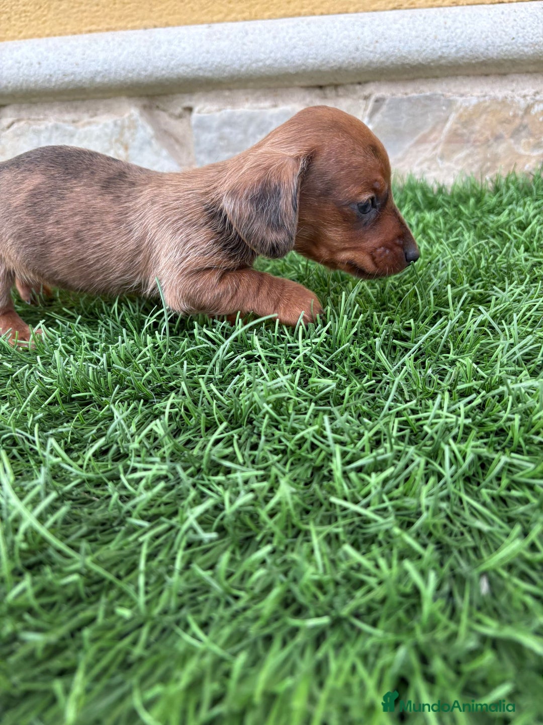 Teckel Miniatura perros en venta: Teckel miniatura varios colores  - Anuncio 7