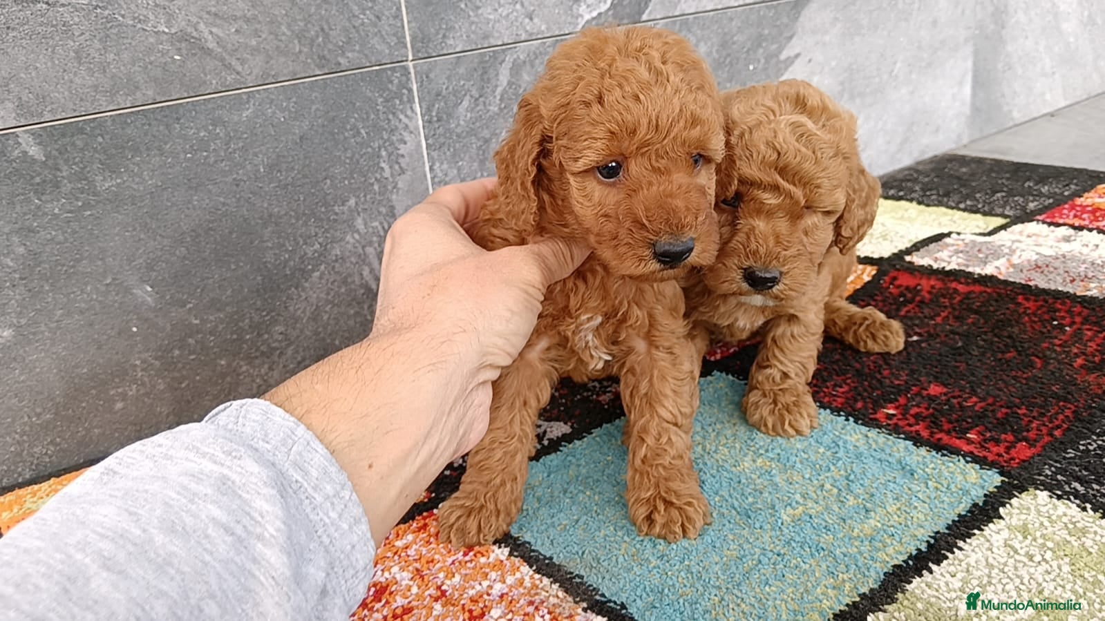 Caniche Enano perros Caniche enano - Anuncio 2