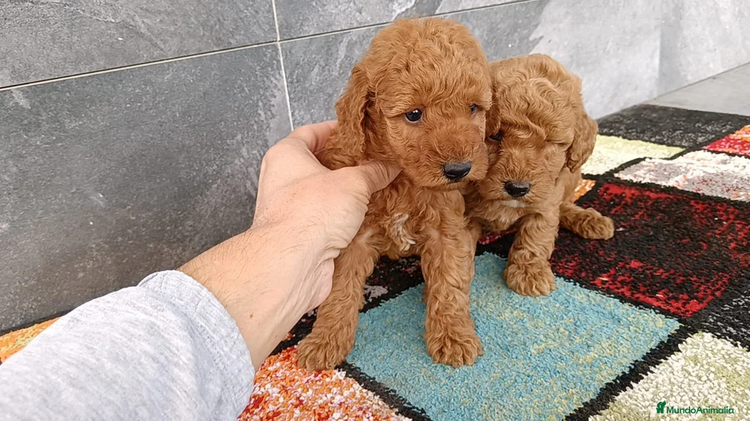 Caniche Enano perros en venta: Caniche enano - Anuncio 2