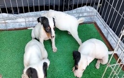 Ratonero Bodeguero Andaluz perros en venta: CAMADA BODEGUERO ANDALUZ BEBES - Anuncio 1