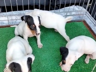 Ratonero Bodeguero Andaluz perros CAMADA BODEGUERO ANDALUZ BEBES - Anuncio 1