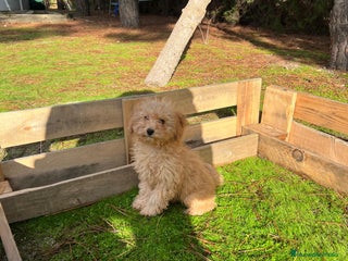 Caniche Enano perros Caniche enano apricot y rojo - Anuncio 1