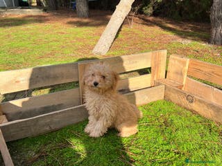 Caniche Enano perros Caniche enano apricot y rojo - Anuncio 6