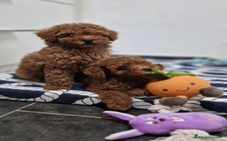 Caniche Toy perros en venta: Caniches toy ASIATICO 100% - Imagen 1