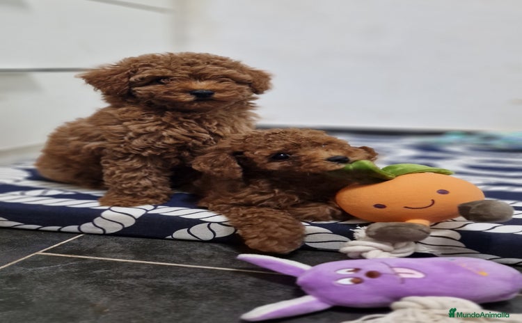 Caniche Toy perros - Anuncio 5