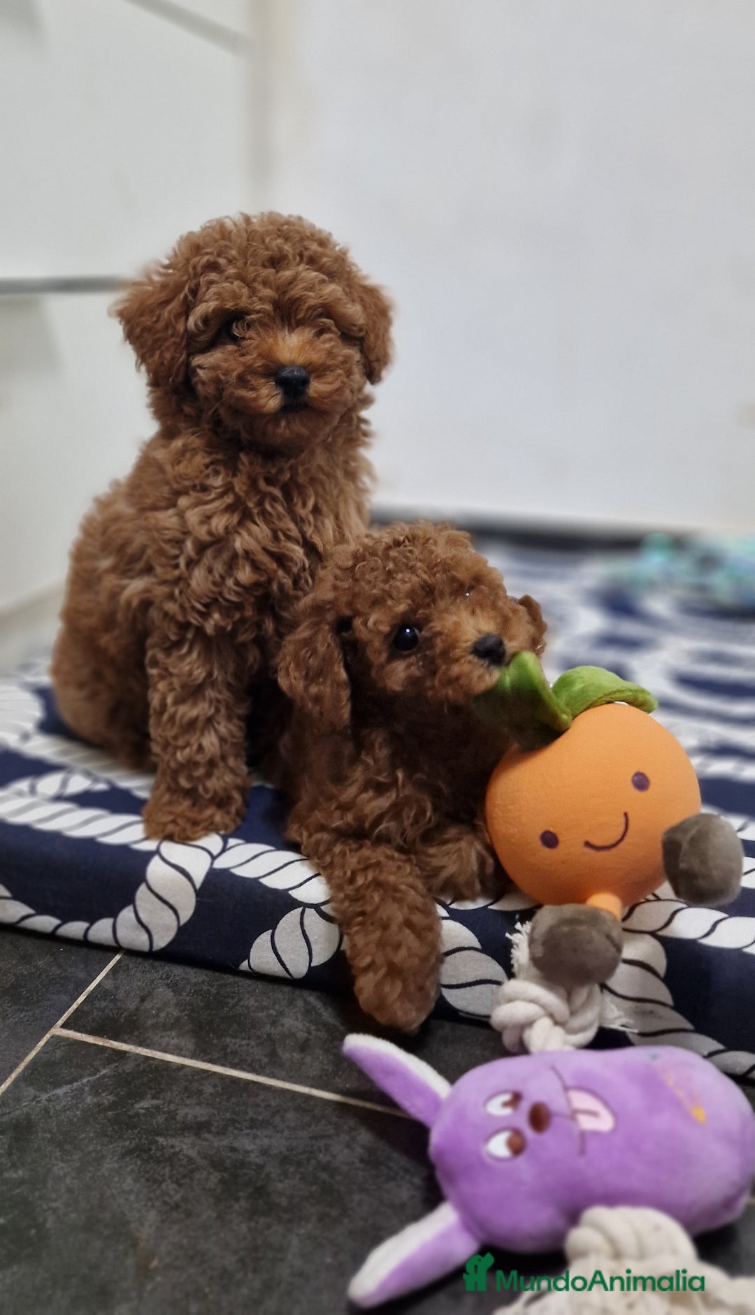 Caniche Toy perros en venta: Caniches toy ASIATICO 100% - Imagen 1