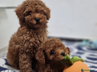 Caniche Toy perros - Anuncio 31