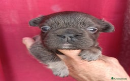 Bulldog Francés perros en venta: Fluffys bulldog increíbles  - Imagen 3