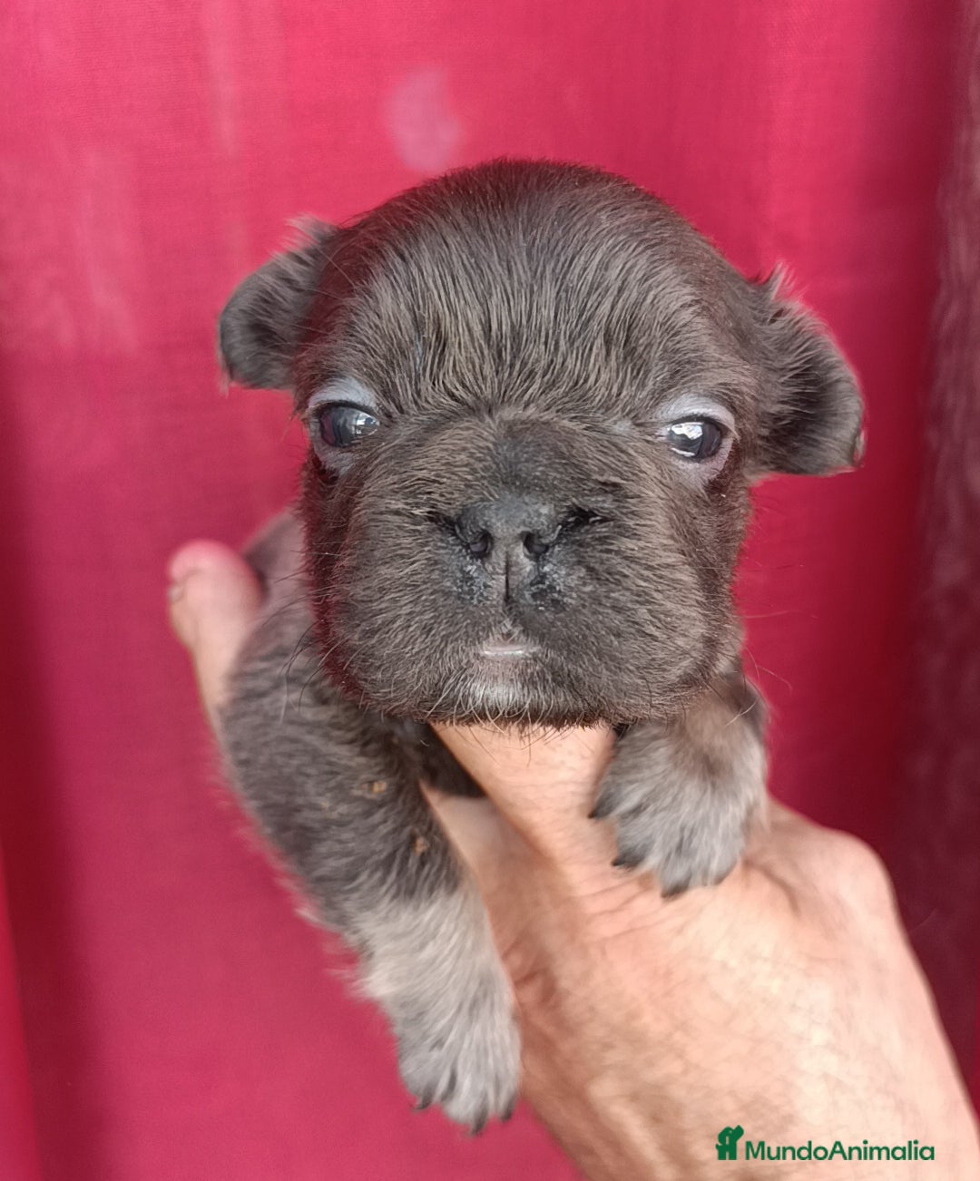 Bulldog Francés perros en venta: Fluffys bulldog increíbles  - Imagen 3