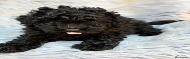 Caniche Toy 1